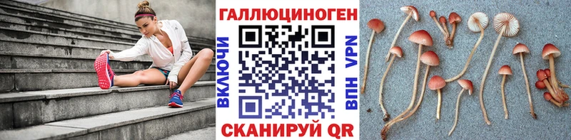 купить цена Любань Галлюциногенные грибы мицелий